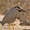 Yellow-crowned Night-Heron